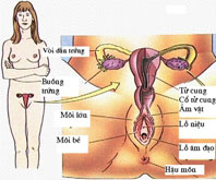 Cấu tạo cơ quan sinh dục trong ở nữ