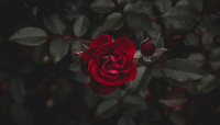 Màu sắc của hoa hồng, ý nghĩa và cách sử dụng chúng để bày tỏ cảm xúc của bạn