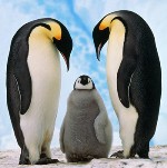 Chuyện tình dục của chim cánh cụt gây choáng