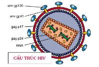 Vì sao cơ thể không thể chống lại vi-rút HIV?