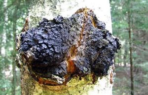 Nấm chaga 'có thể trị bệnh AIDS'