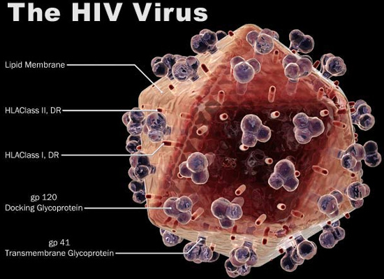 Tìm ra cách chặn virus HIV phát triển thành AIDS