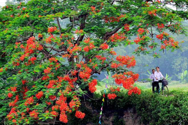 Chút tình đầu