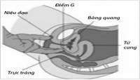 Thủ thuật làm tăng nhạy cảm “điểm G”: Trả lại sự thăng hoa cho phái đẹp