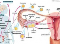 Tìm hiểu về thuốc kích trứng Gonadotropin