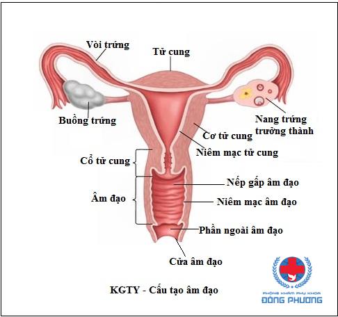 Chậm Kinh, Niêm Mạc Tử Cung Dày 16mm Có Thai Không? 