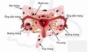 Buồng trứng - những điều cần biết