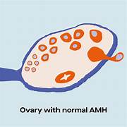 Anti-Mullerian Hormone (AMH) nói lên điều gì về sức khỏe sinh sản ở phụ nữ? 