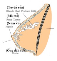 Để giảm nguy cơ ung thư vú