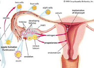 Phát hiện sớm ung thư buồng trứng