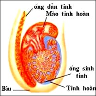 Đau tinh hoàn: bình thường và bất thường