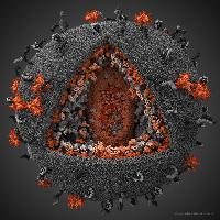 Mô hình 3D mới nhất về virus HIV